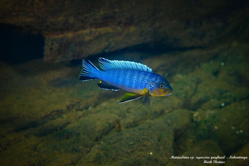 Maylandia sp. 'aggressive greyhead' Nakantenga Island